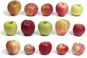 Apple varieties for strudel